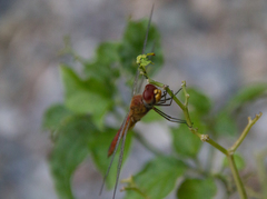Pantala flavescens