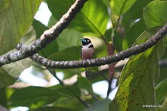 Eurylaimus ochromalus