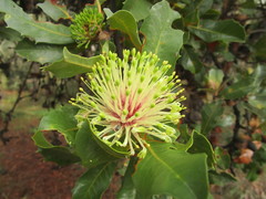 Banksia ilicifolia