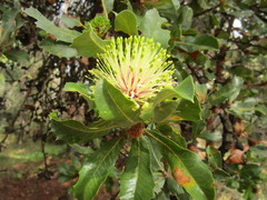 Banksia ilicifolia