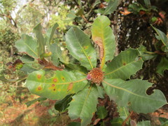 Banksia ilicifolia