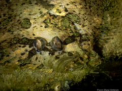 Zeugopterus punctatus