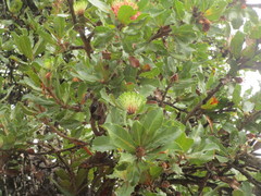 Banksia ilicifolia