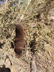 Cynomorium coccineum