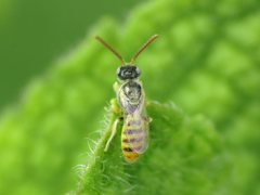 Nomioides facilis