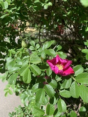 Rosa rugosa