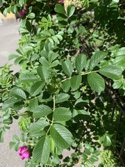Rosa rugosa