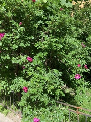 Rosa rugosa