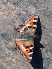 Aglais caschmirensis