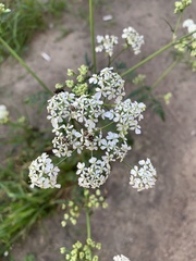 Anthriscus sylvestris