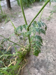 Anthriscus sylvestris