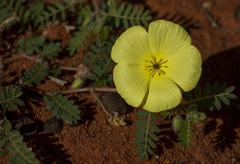 Tribulus zeyheri