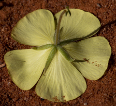 Tribulus zeyheri