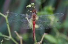 Pantala flavescens