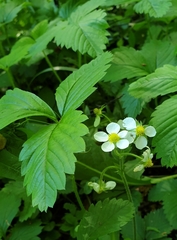 Fragaria vesca