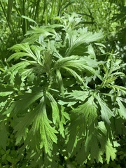 Artemisia vulgaris
