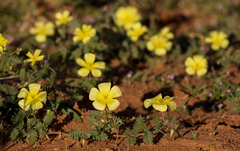 Tribulus zeyheri