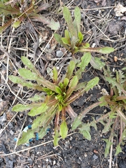 Taraxacum macroceras