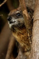 Dendrohyrax arboreus