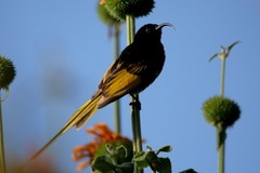 Drepanorhynchus reichenowi