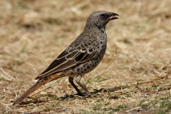 Rufous-tailed Weaver photo
