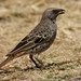 Rufous-tailed Weaver - Photo (c) markus lilje, some rights reserved (CC BY-NC-ND), uploaded by markus lilje