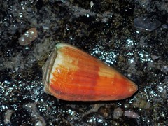 Conus lischkeanus