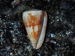 Conus lischkeanus
