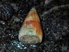 Conus lischkeanus
