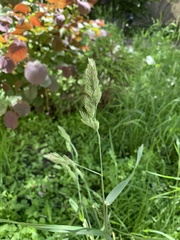 Dactylis glomerata