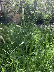 Dactylis glomerata