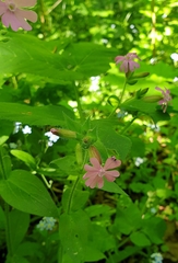 Silene dioica