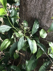 Ixoroideae