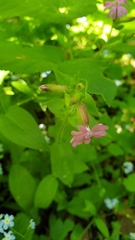 Silene dioica