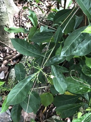 Ixoroideae
