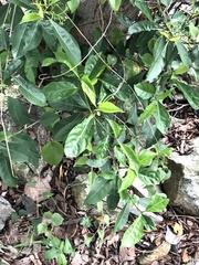 Ixoroideae