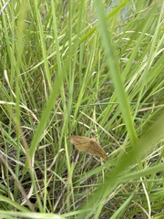 Rhodostrophia discopunctata