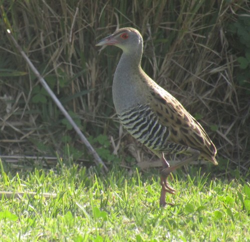 Guión africano (Crex egregia)