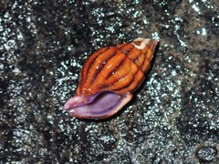 Peristernia reincarnata