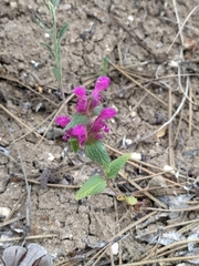 Lamium orientale