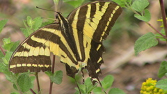 Papilio pilumnus
