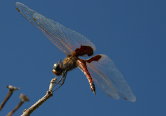 Tramea stenoloba