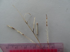 Erysimum inconspicuum