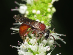 Sphecodes olivieri