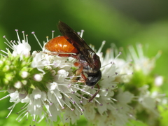 Sphecodes olivieri