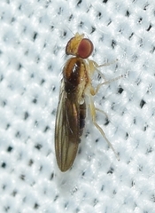Anthomyzidae