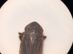 Euscelis incisus