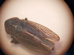 Euscelis incisus