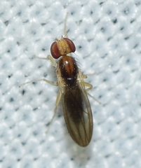 Anthomyzidae