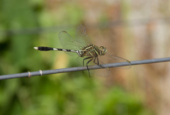 Orthetrum sabina